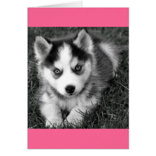 Siberian Husky Puppy Dog Blank Greeting Note Card