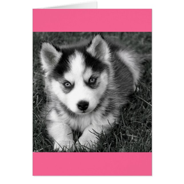 Siberian Husky Puppy Dog Blank Greeting Note Card (Front)