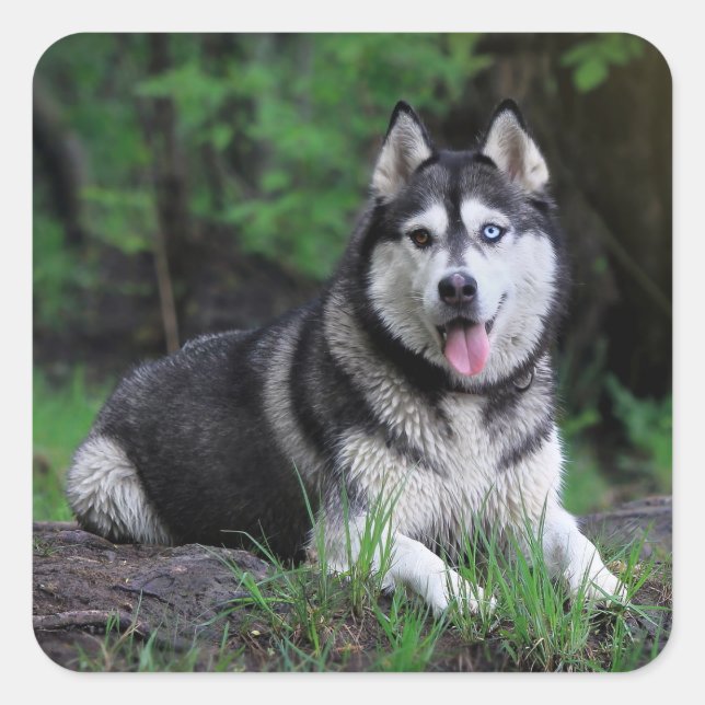 Siberian Husky Puppy Dog - Hello, How are You Square Sticker (Front)