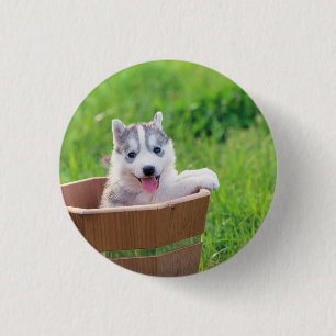 Siberian Husky Puppy in a Pot 1 Inch Round Button
