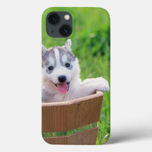 Siberian Husky Puppy in a Pot iPhone 13 Case