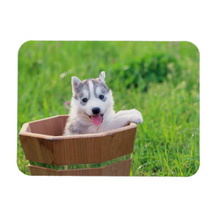 Siberian Husky Puppy in a Pot Magnet
