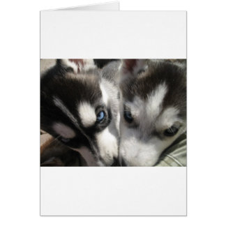 Siberian Husky Puppy mug