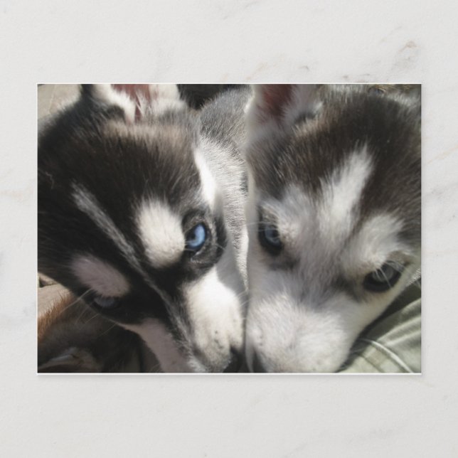 Siberian Husky Puppy mug Postcard (Front)
