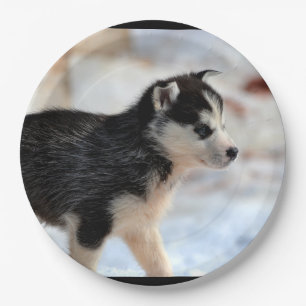 siberian husky puppy paper plate