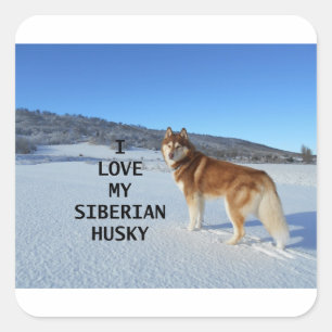 siberian-husky-red and white love w pic square sticker