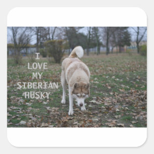 siberian husky sable and white love w pic square sticker