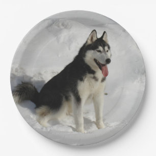 siberian-husky sitting paper plate