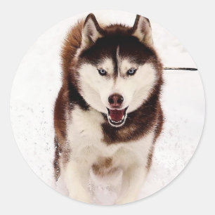 Siberian Husky Stickers