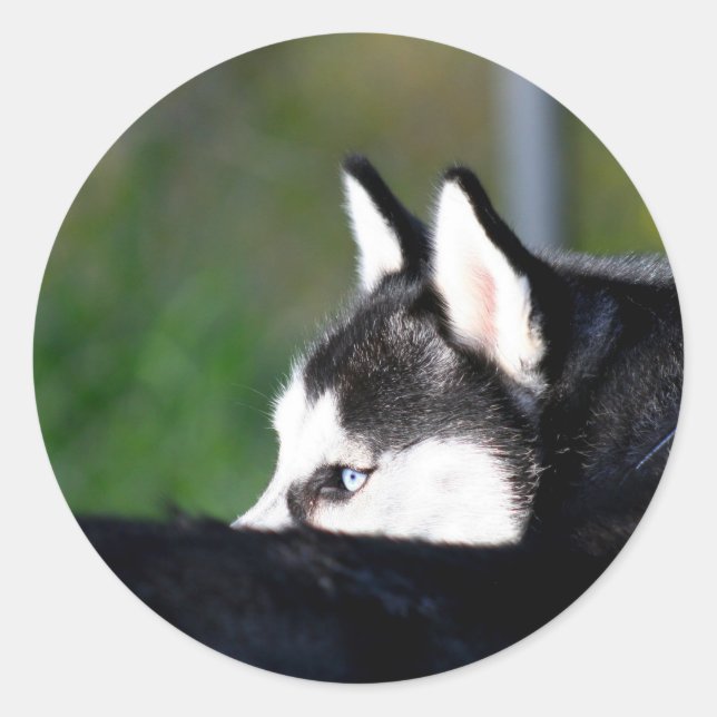 Siberian Husky stickers (Front)