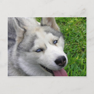 Siberian Husky Template Postcard