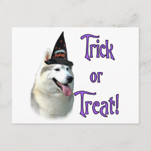 Siberian Husky Trick Postcard