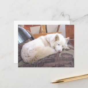 siberian husky white sleeping postcard