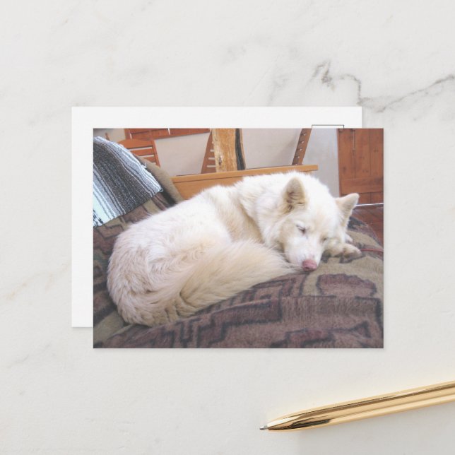siberian husky white sleeping postcard (Front/Back In Situ)
