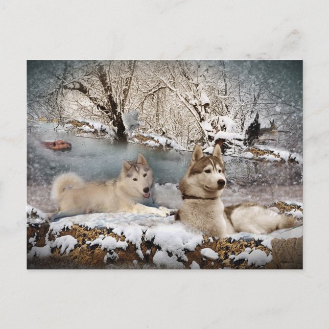 Siberian Husky Winter Wonderland Postcard (Front)