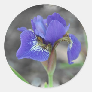 Siberian Iris 1-50409 Classic Round Sticker