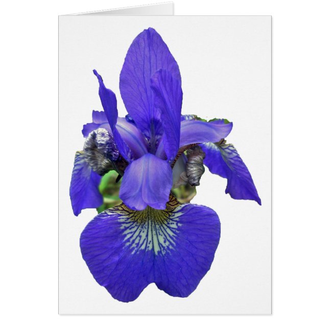 Siberian Iris Coordinating Items (Front)