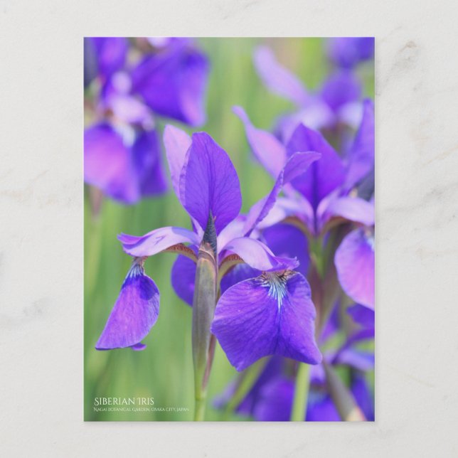 Siberian Iris  [Postcard] Postcard (Front)