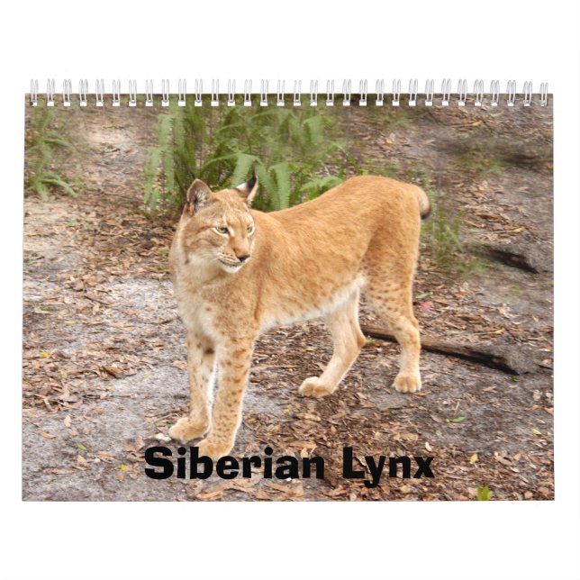 Siberian Lynx Calendar, Siberian Lynx Calendar (Cover)