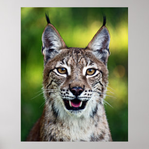 Siberian Lynx - Smiling Poster