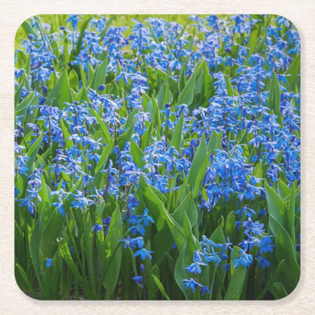 Siberian Squill Square Paper Coaster (Front)