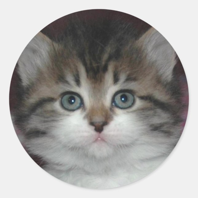 Siberian Tabby/White Kitten Classic Round Sticker (Front)