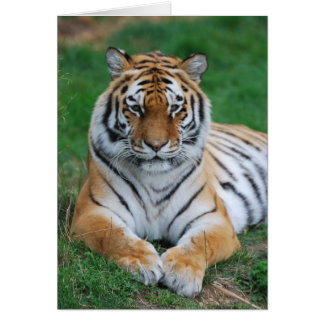 Siberian Tiger