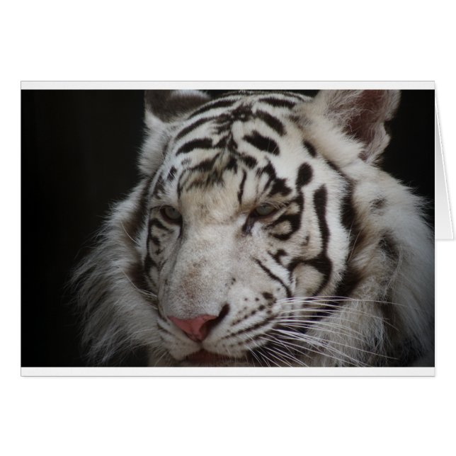 Siberian Tiger (Front Horizontal)