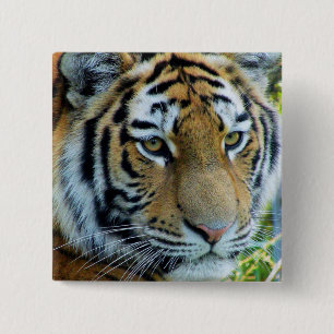 Siberian Tiger, Amur Tiger Button