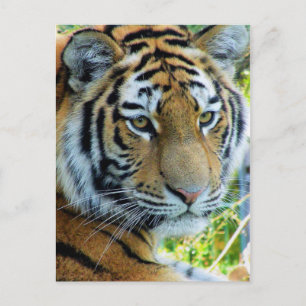 Siberian Tiger, Amur Tiger Postcard