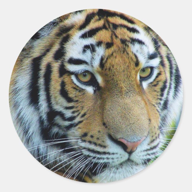 Siberian Tiger, Amur Tiger Sticker (Front)