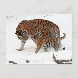 Siberian Tiger and Cub Postcard