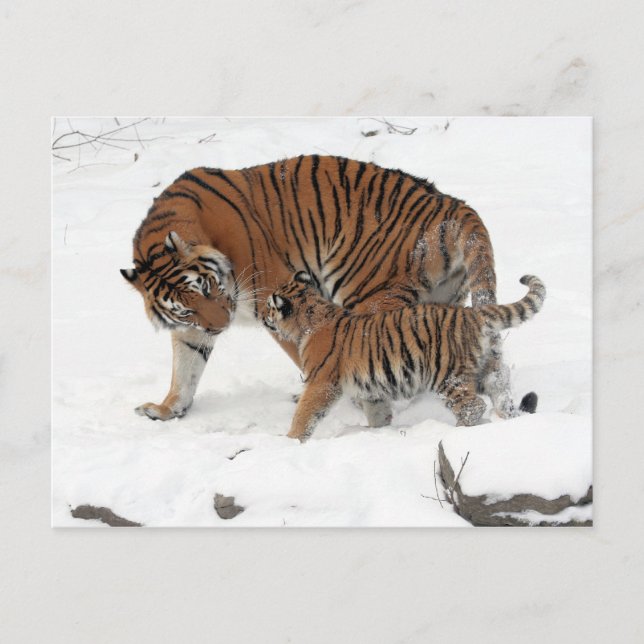 Siberian Tiger and Cub Postcard (Front)