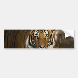 Siberian Tiger Bumper Sticker