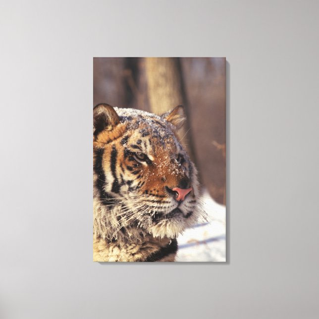 Siberian tiger canvas print (Front)