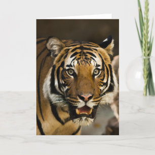 Siberian Tiger Card