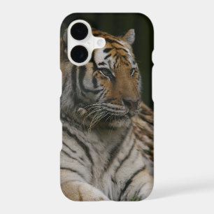Siberian Tiger Case-Mate iPhone Case