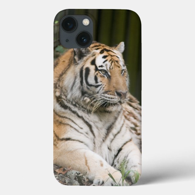 Siberian Tiger Case-Mate iPhone Case (Back)