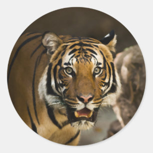 Siberian Tiger Classic Round Sticker