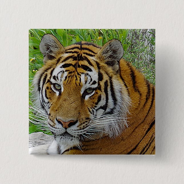 Siberian Tiger Closeup Photo of Face 2 Inch Square Button (Front)