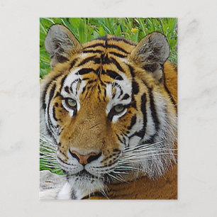 Siberian Tiger Closeup Photo of Face Postcard