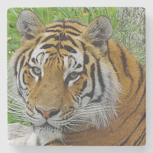 Siberian Tiger Closeup Photo of Face Stone Coaster