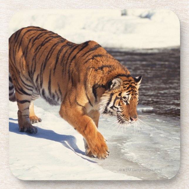 Siberian tiger coaster (Front)