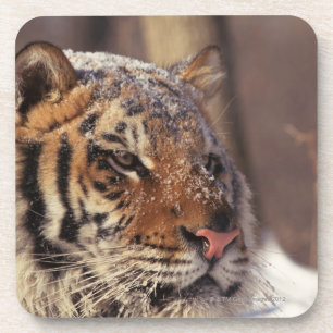 Siberian tiger coaster