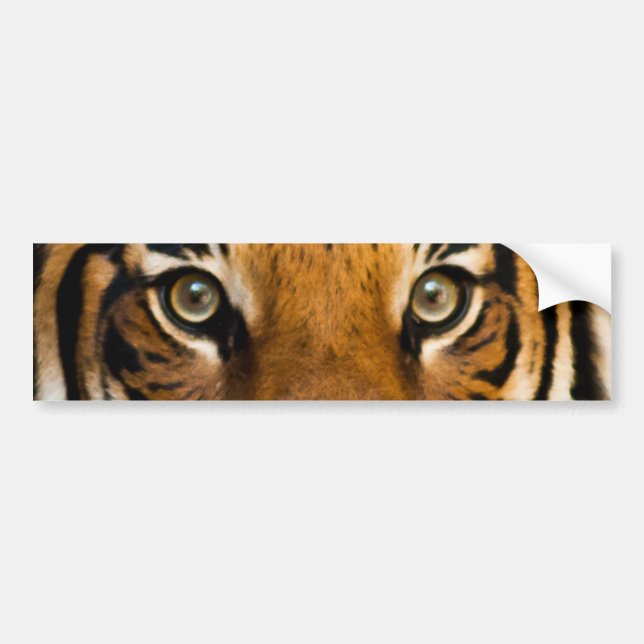Siberian Tiger Eyes Bumper Sticker (Front)