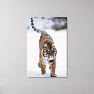 Siberian Tiger In Snow Canvas Print