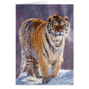 Siberian tiger in snow, China