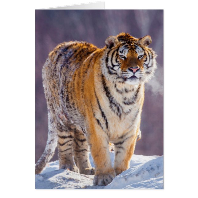 Siberian tiger in snow, China (Front)