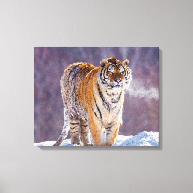 Siberian tiger in snow, China Canvas Print (Front)