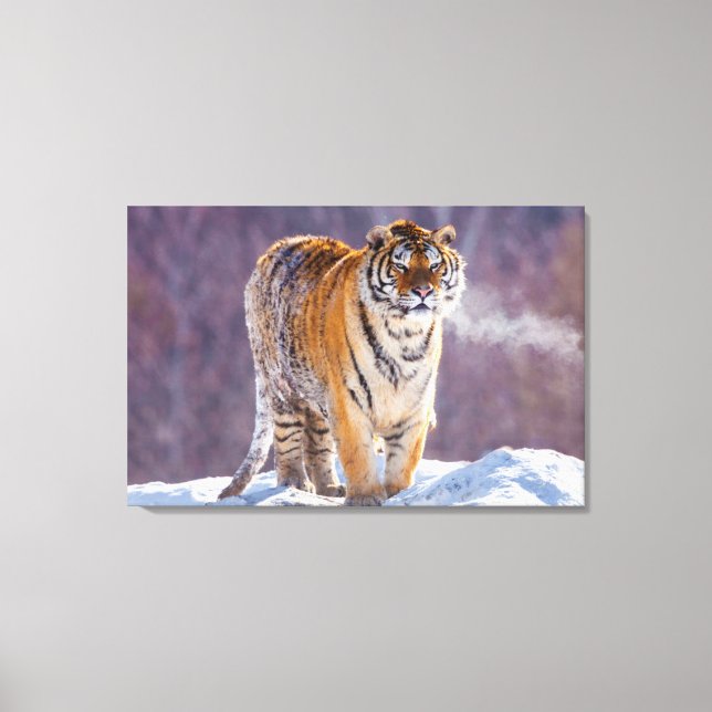 Siberian tiger in snow, China Canvas Print (Front)